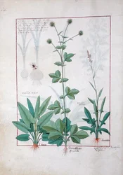 Sorrel and Gariofilata (Benedicta Wood) illustration from The Book of Simple Medicines by Mattheaus Platearius